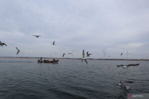 Mengoptimalkan desa nelayan kecil ke Semenanjung Shandong